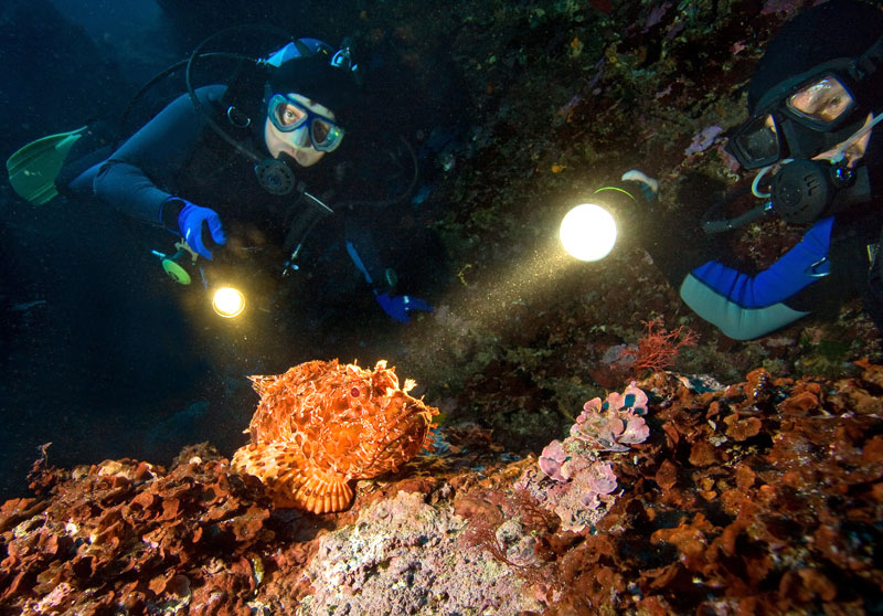 Night Dive Trip