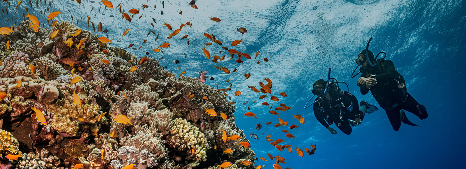 Afternoon Dive Trip In Khorfakkan